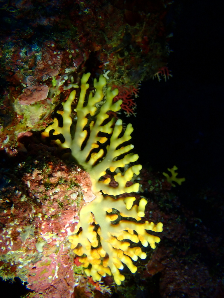 Lace coral