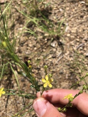 Linum neomexicanum