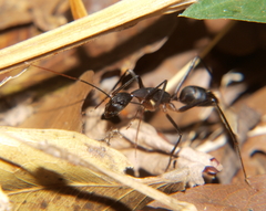 Camponotus etiolipes