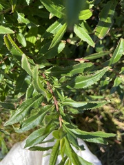 Haloragis exalata exalata