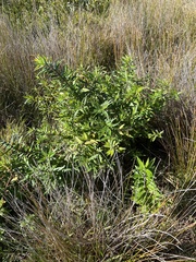 Haloragis exalata exalata