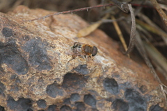 Palpada mexicana