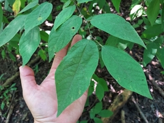 Lindera melissifolia