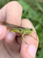 Stethophyma lineatum