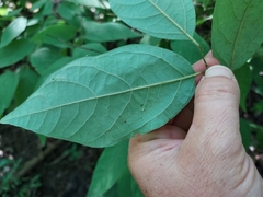 Lindera melissifolia