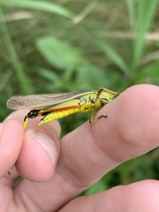 Stethophyma lineatum