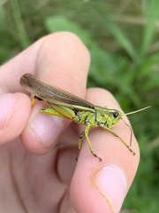 Stethophyma lineatum