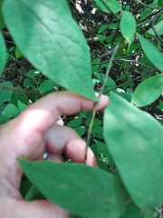 Lindera melissifolia