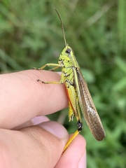 Stethophyma lineatum