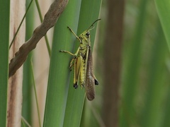 Stethophyma lineatum