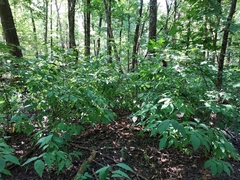Lindera melissifolia