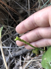 Malaxis macrostachya