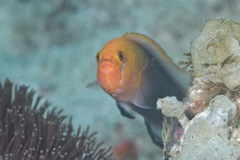 Fiery Dottyback photo 5