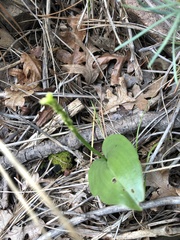 Malaxis macrostachya