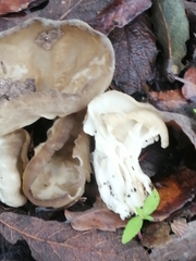 Helvella costifera