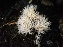 Pterula verticillata