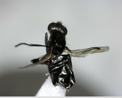 iNaturalist observation photo of Flies