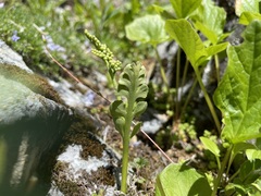 Botrychium minganense image