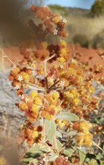 Dicrastylis exsuccosa