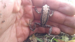 Pristimantis unistrigatus