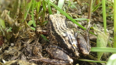 Pristimantis unistrigatus