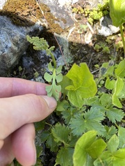 Botrychium minganense image