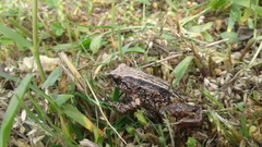 Pristimantis unistrigatus