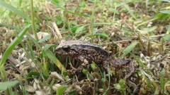 Pristimantis unistrigatus