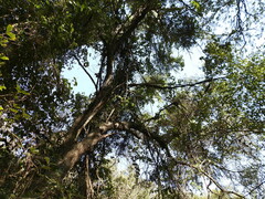 Sideroxylon obtusifolium