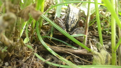 Pristimantis unistrigatus