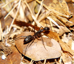 Camponotus etiolipes