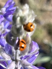 Coccinella monticola