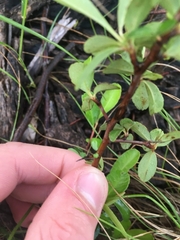 Pyracantha fortuneana