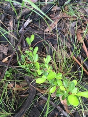 Pyracantha fortuneana