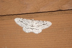 Stenoporpia pulmonaria