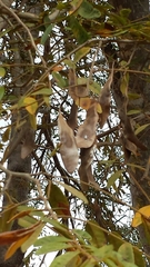 Dalbergia bemarivensis