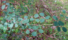 Goodia medicaginea