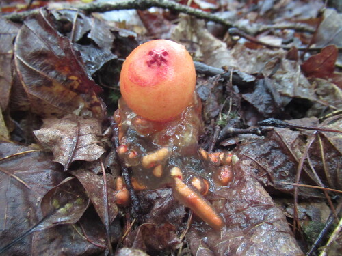 stalked puffball-in-aspic