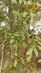 Dalbergia bemarivensis