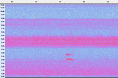 Pheucticus ludovicianus