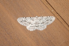 Stenoporpia pulmonaria