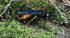 Urocerus cressoni