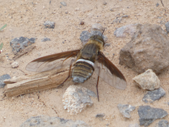 Exoprosopa rostrifera