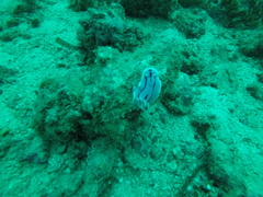 Chromodoris willani