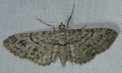 Eupithecia interruptofasciata