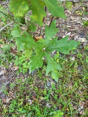 Quercus x walteriana