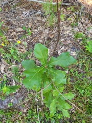 Quercus x walteriana