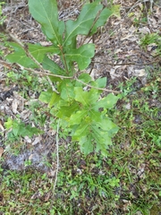 Quercus x walteriana