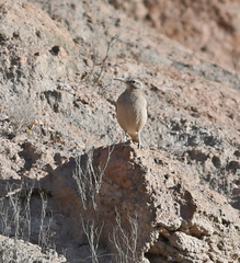 Geositta crassirostris