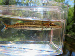 Esox americanus